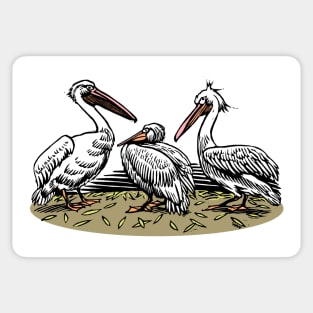 Three Pelicans Sticker